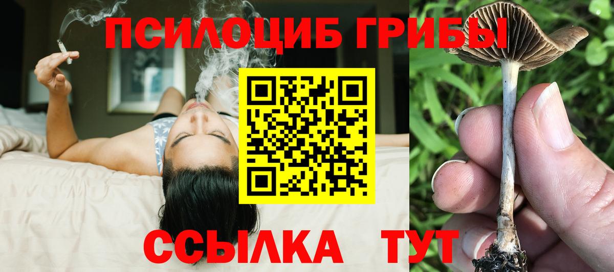 Псилоцибиновые грибы Psilocybine cubensis Ногинск